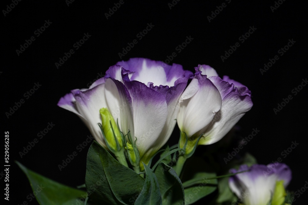 Flower of a prairie gentian, Eustoma grandiflorum Flower of a prairie gentian, Eustoma grandiflorum