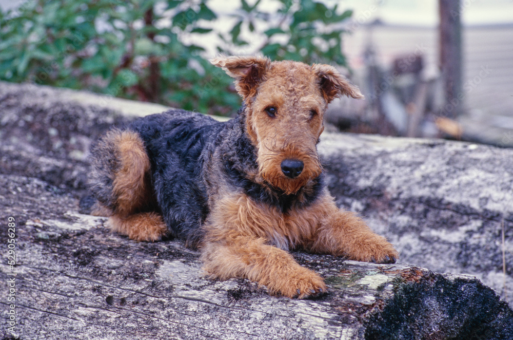 Airedale Terrier laying outside on rock near boat harbor Airedale Terrier laying outside on rock near boat harbor
