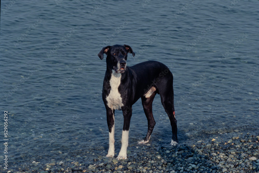 Great Dane in water looking forward from further back Great Dane in water looking forward from further back