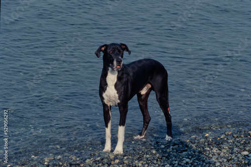 Great Dane in water looking forward from further back