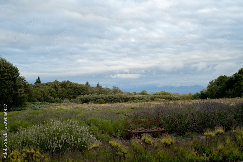 Obraz premium Sunrise at a lavender farm in Sequim, Washington