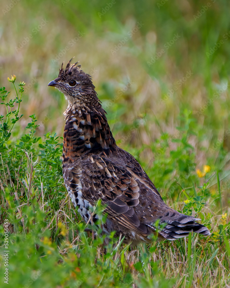 Partridge Stock Photo and Image. Male ruffed grouse struts mating plumage in the forest with a blur foliage background Partridge Stock Photo and Image. Male ruffed grouse struts mating plumage in the forest with a blur foliage background