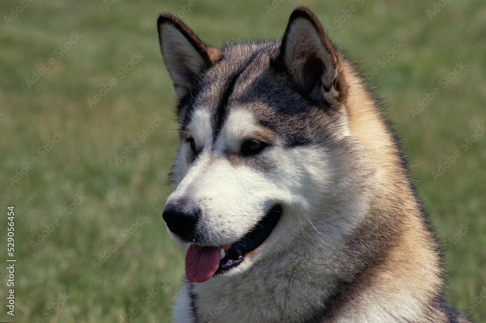 Close up of Siberian Husky in grass field looking ahead