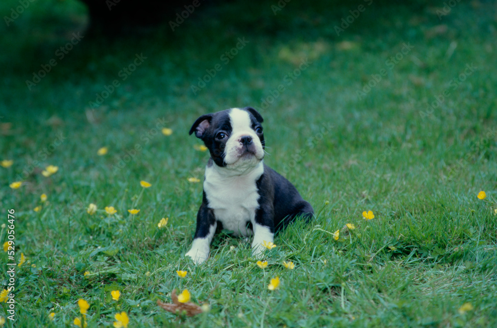 Boston Terrier puppy in grass