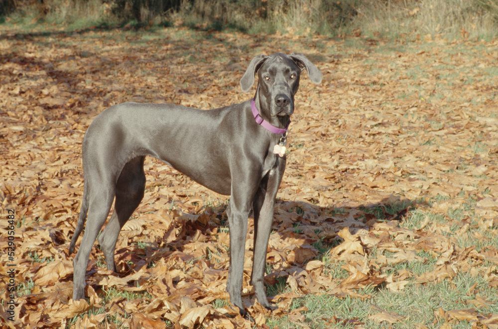 Great Dane in pink collar standing in leaves looking at camera casting shadow with ears up Great Dane in pink collar standing in leaves looking at camera casting shadow with ears up