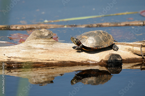 Turtle Stock Photo and Image. Painted Turtle resting on a log with lily water pads and turtle reflection background in its environment and habitat surrounding, displaying shell, head, paws, tail.