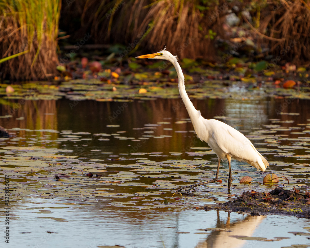 Obraz premium White Egret Photo and Image. Great White Egret close-up profile side view in shallow water with foliage and water lily pads background in its environment and wetland habitat displaying reflection.
