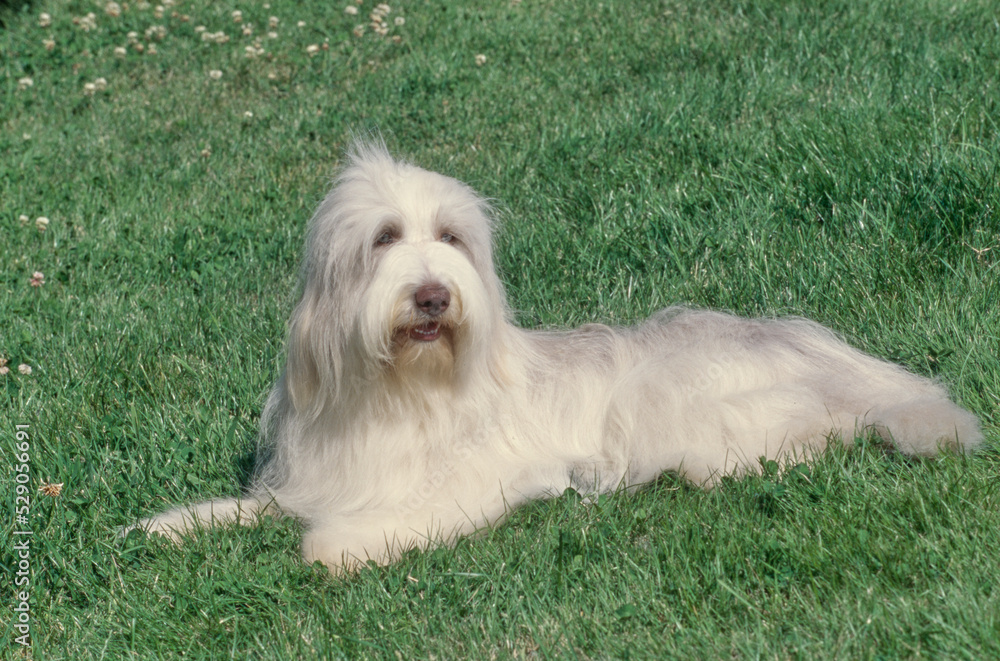 Bearded collie laying outside in grass