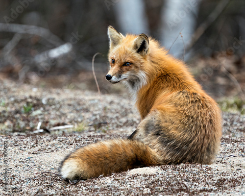 Red Fox Photo Stock. Fox Image. Sitting with back view displaying fox tail, fur, in its environment and habitat with a blur background in the forest. Portrait.