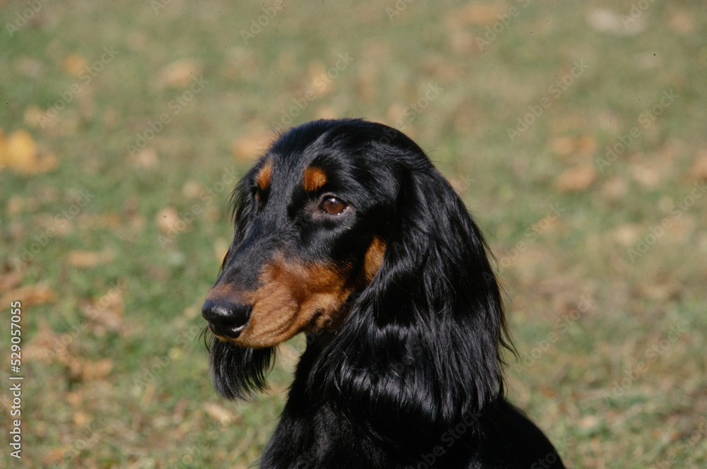 Dachshund in grass field Dachshund in grass field