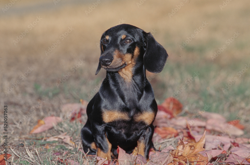 Dachshund in pile of leaves