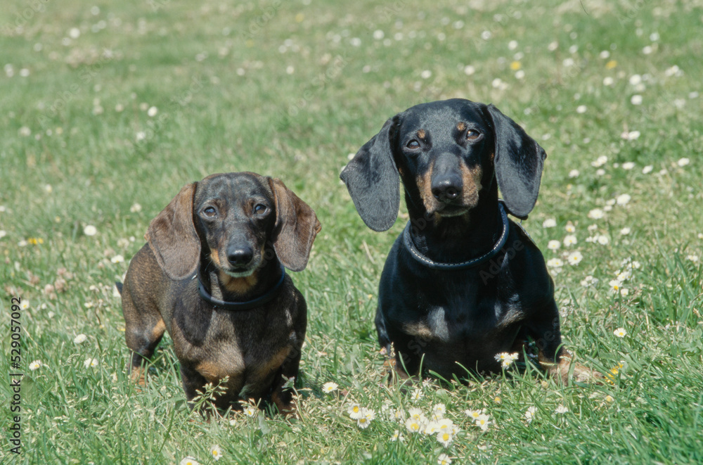 Dachshunds in grass field Dachshunds in grass field
