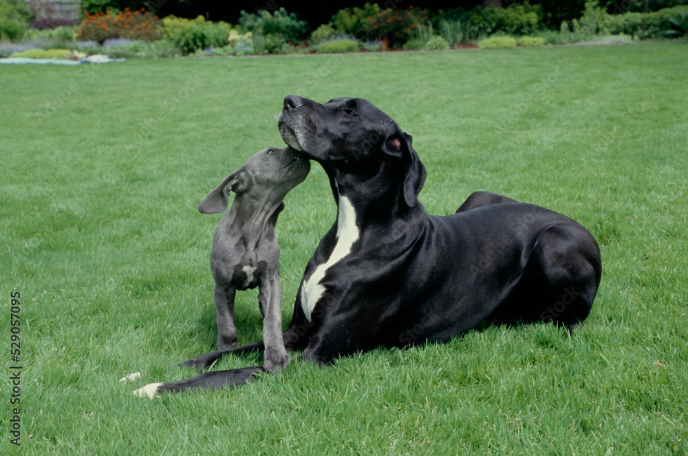 Great Dane laying in grass with puppy licking its face Great Dane laying in grass with puppy licking its face