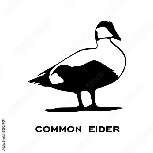 Common eider logo isolated on white background. Common eider silhouette. Minimalist bird icons vector illustration photo