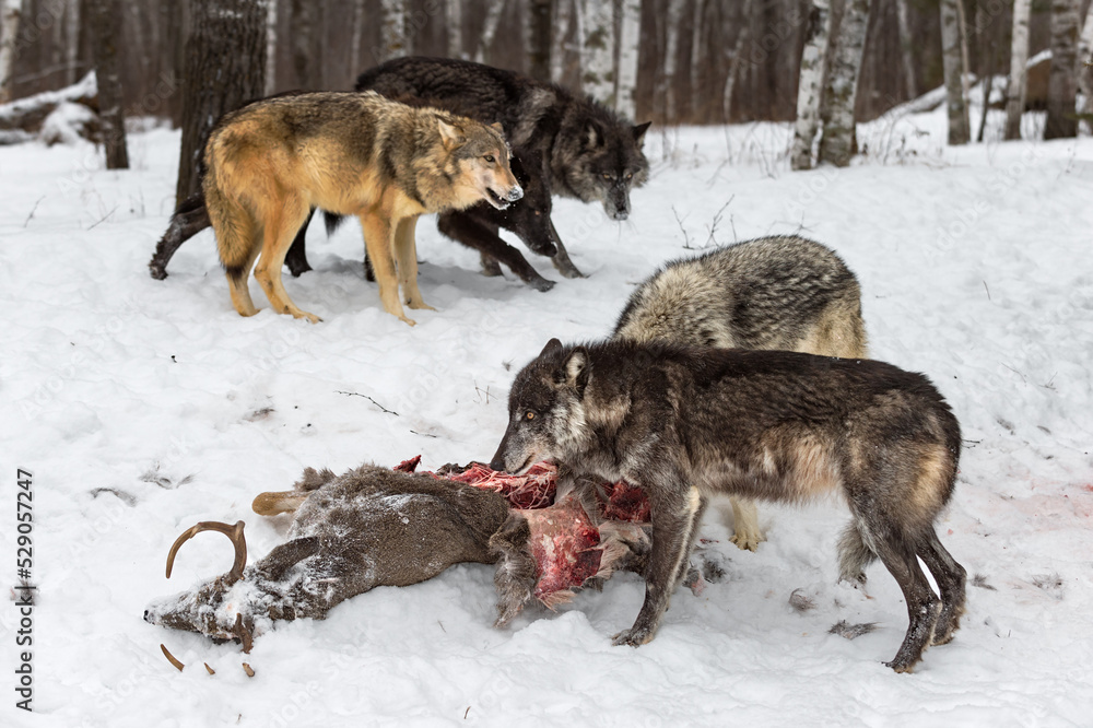 Naklejka premium Black Phase Grey Wolf (Canis lupus) Guards White-Tail Deer Carcass Winter
