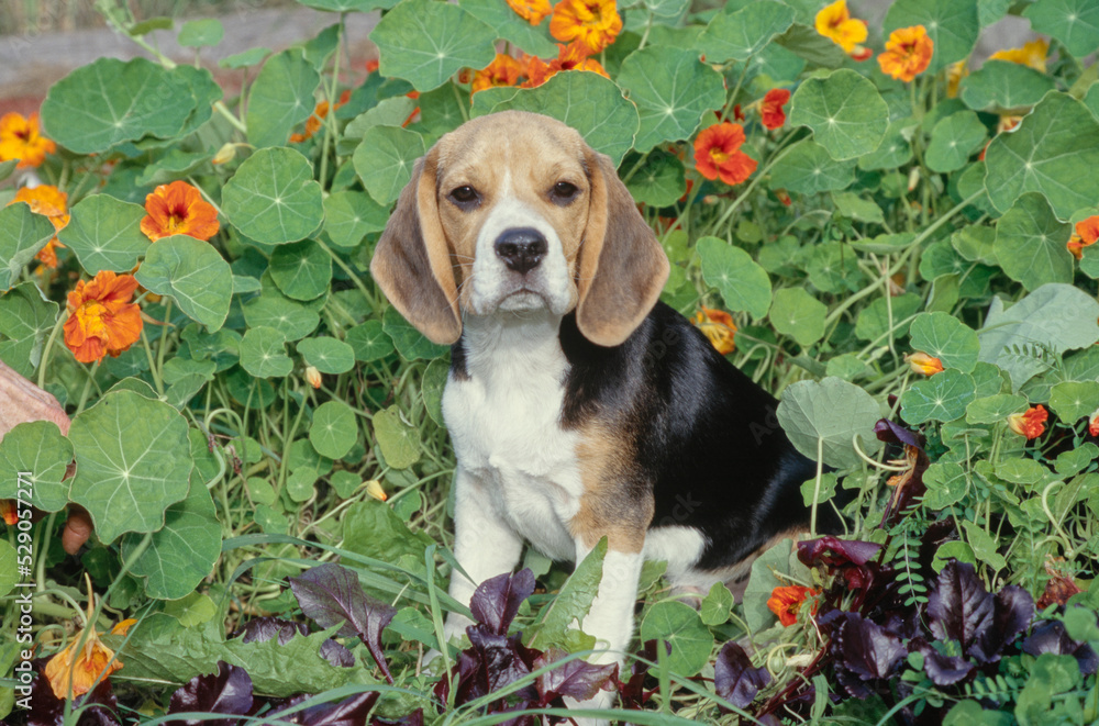 Beagle sitting in garden in front of orange flowers
