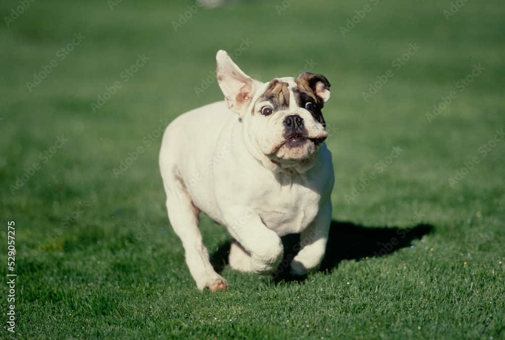 English Bulldog puppy running in grass field