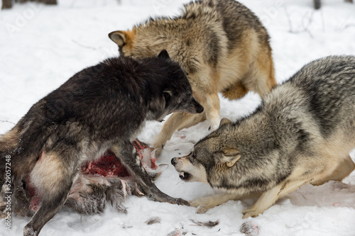 Black Phase Grey Wolf (Canis lupus) Lunges at Packmates at White Deer Carcass Winter © hkuchera