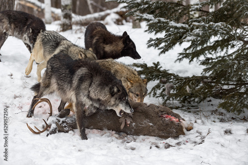 Grey Wolf (Canis lupus) Pack Shoulder in on White-Tail Deer Carcass Winter © hkuchera