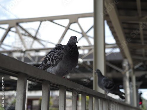 駅のホームの手摺に止まった鳩