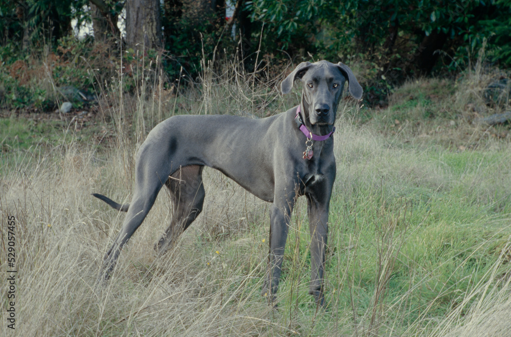 Great Dane in tall dead grass and forest looking forward