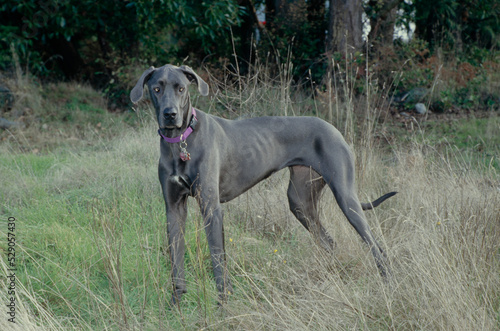 Great Dane in tall grass