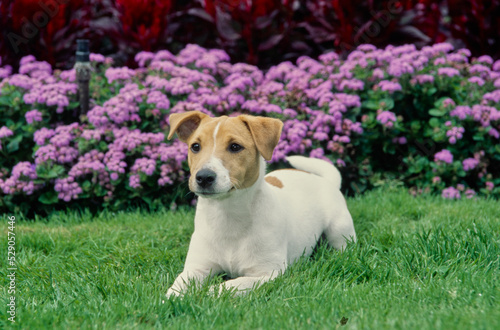 Jack Russel Terrier in grass by flower bush