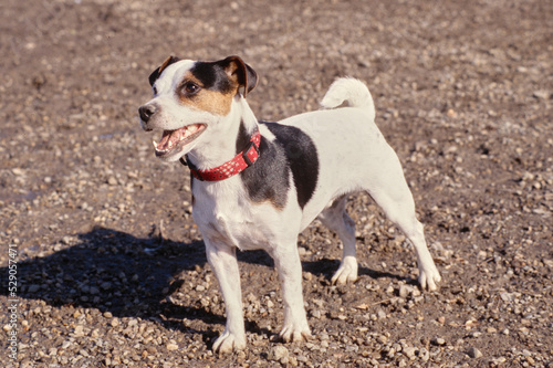 Jack Russell Terrier standing in gravel and dirt © SuperStock