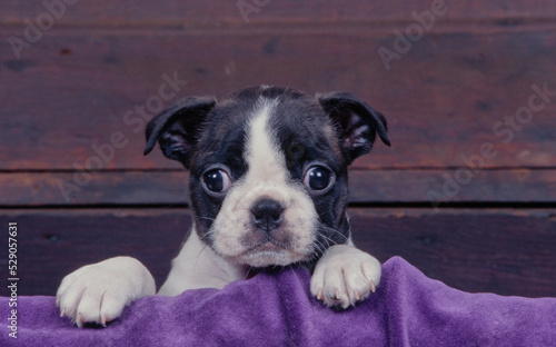 Boston Terrier puppy on blanket © SuperStock