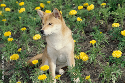 Shiba Inu sitting in dandelions
