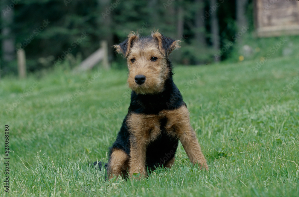 Welsh Terrier in grass Welsh Terrier in grass