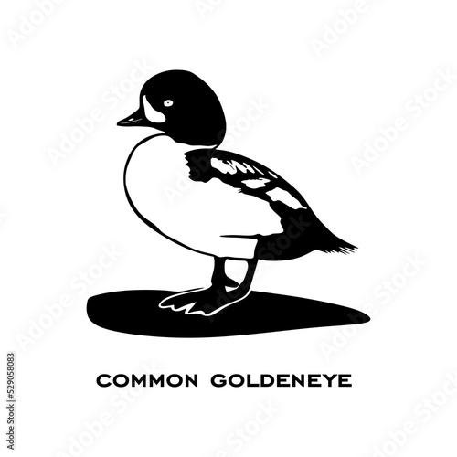 Common goldeneye logo isolated on white background. Bird sign. Common goldeneye silhouette. Minimalist bird icons vector illustration