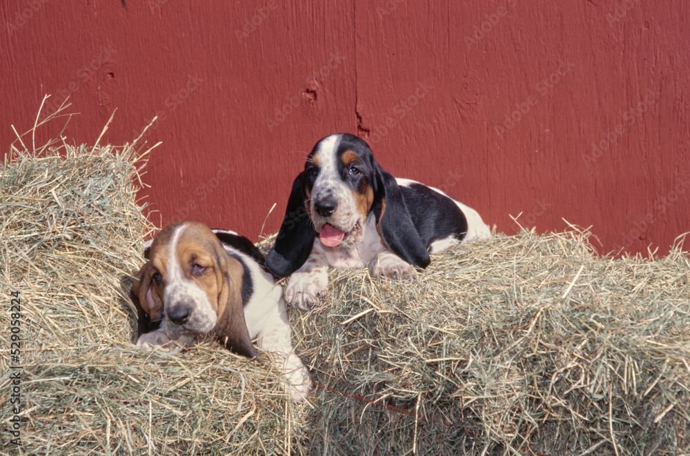 Φωτογραφία Two basset hound puppies sitting on hay bales in front of red wall