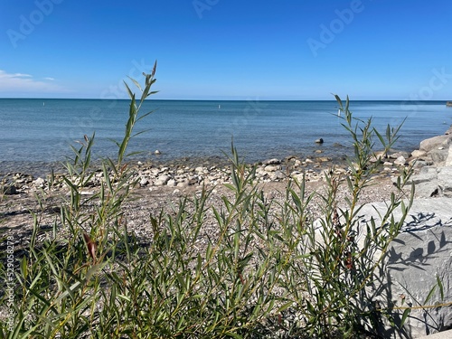 grass on the beach