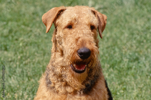Closeup on face of Airedale Terrier