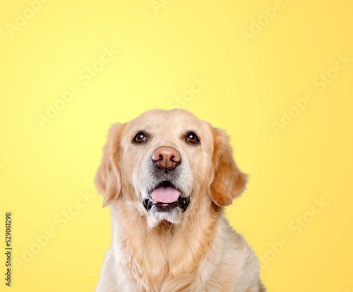 funny cute little puppy making happy face and smiling studio portrait. Purebred Dog Concept.