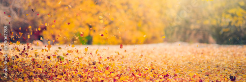 Fototapeta Naklejka Na Ścianę i Meble -  Fallen colorful autumn leaves background
