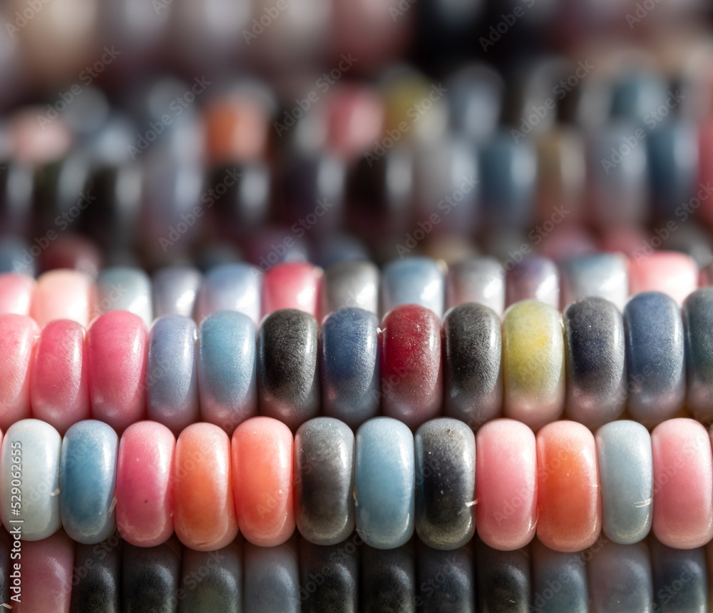 Zea Mays gem glass cobs of sweetcorn, also known as calico, flint or fiesta corn, with brightly coloured kernels. Grown in an urban garden in London UK. Zea Mays gem glass cobs of sweetcorn, also known as calico, flint or fiesta corn, with brightly coloured kernels. Grown in an urban garden in London UK.