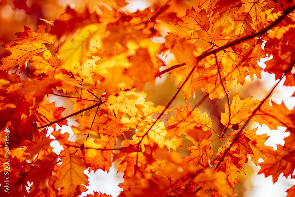 Oak tree leaves in autumn. Sunny golden background Oak tree leaves in autumn. Sunny golden background
