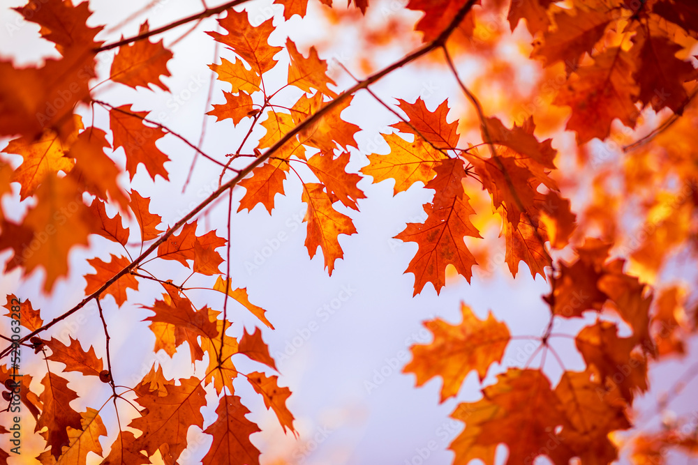 Oak tree leaves in autumn. Sunny golden background Oak tree leaves in autumn. Sunny golden background