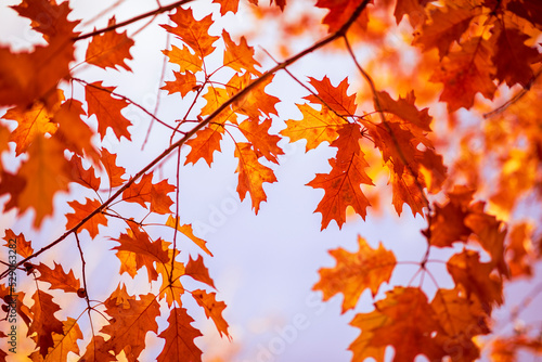 Oak tree leaves in autumn. Sunny golden background © Mariusz Blach