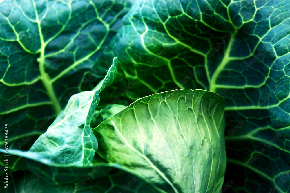 Obraz premium Background in the form of a texture of a fresh cabbage leaf.