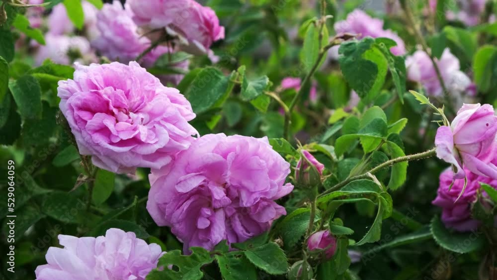 Romantic 4k video. Blooming roses sway in the wind Romantic 4k video. Blooming roses sway in the wind