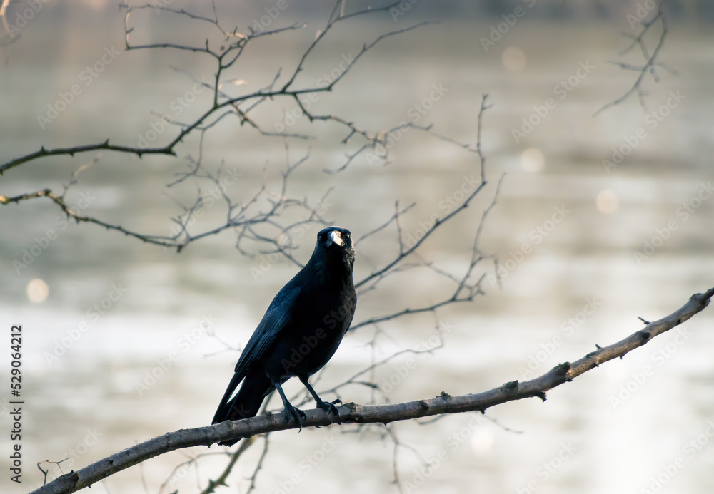 Crow on a branch