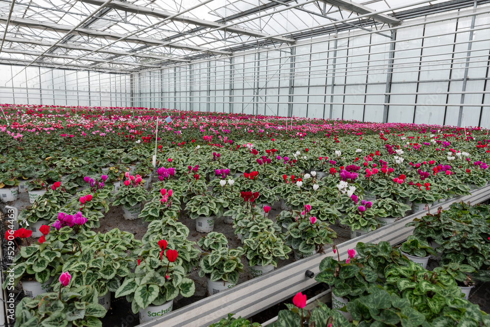 Flowers in a modern greenhouse. Greenhouses for growing flowers. Floriculture industry. 