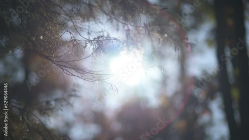Cinematic sunlight shining through fall and autumn colored tree leaves in dreamy ethereal forest 