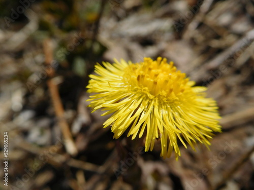 Yellow coltsfoot flower  (Tussilago farfara)  macro, spring time concept