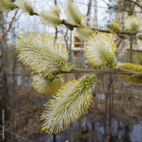 willow branch with catkins macro