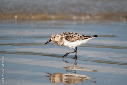 sandpiper on beach