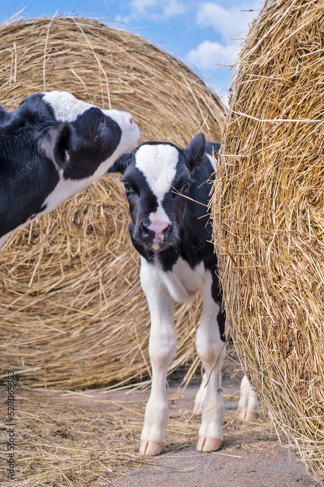 portrait of cute little calves posing near hay. nursery on a farm. rural life
